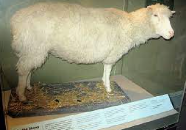 A sheep was cloned