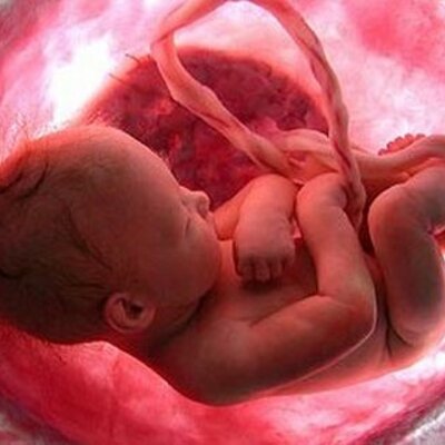 Timeline: DESARROLLO PRENATAL