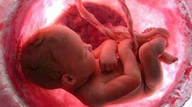 Timeline: DESARROLLO PRENATAL