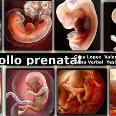 Timeline: DESARROLLO PRENATAL,