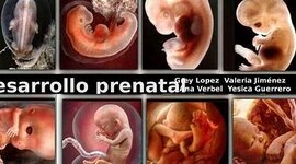 Timeline: DESARROLLO PRENATAL,