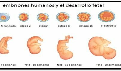 Proceso del desarrollo prenatal