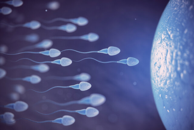 Fecundación