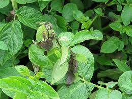 13. TEORÍA DEL MIASMA