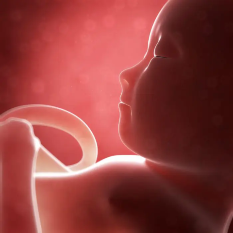 Sexto mes de Gestación Prenatal