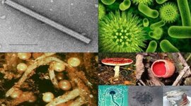 Timeline: Origen de la enfermedad y generalidades de los fitopatógenos "Charles Volcy"