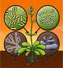 LA TEORÍA MICROBIANA SIN PASTEUR Y KOCH