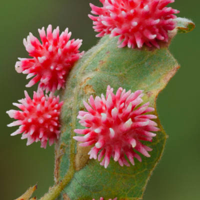 Timeline: fitopatología y sus origenes autor: sergio triana