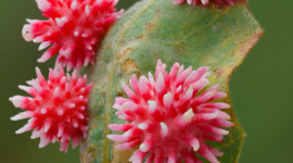 Timeline: fitopatología y sus origenes autor: sergio triana