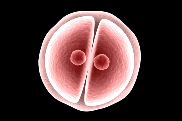 Primer Trimestre: Periodo Germinal