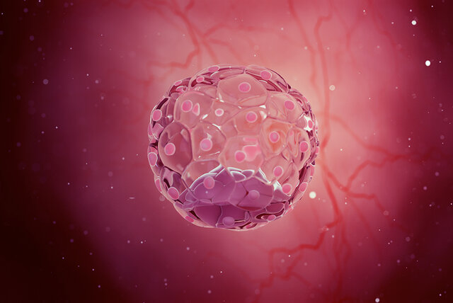 Semana 2: Blastocisto