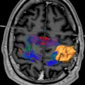 Perspectiva biológica