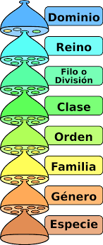 Taxonomía  de las Enfermedades