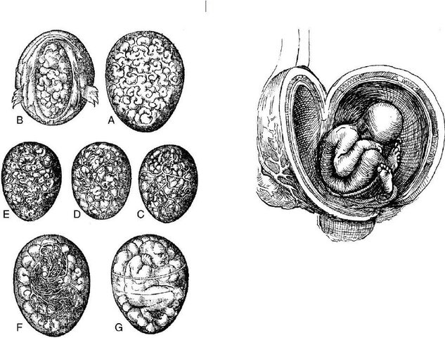 Leonardo da Vinci (1452-1519)