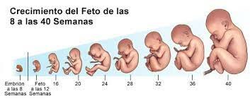 FASE PRENATAL