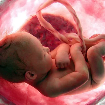 Timeline: Desarrollo Prenatal - Curso de Psicología Evolutiva - FAHUSAC 2022 - Profesorado en Educación a distancia y TIC´S