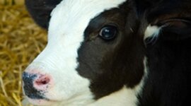 Timeline: LINEA DEL TIEMPO BYRON