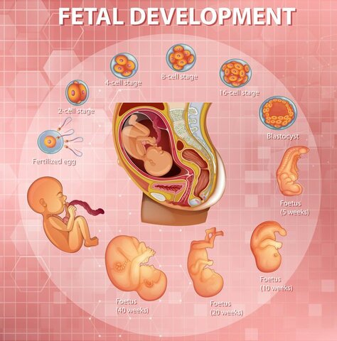 MÁS INFORMACIÓN DEL DESARROLLO PRENATAL