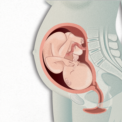 Timeline: DESARROLLO PRENATAL, Josué Ramírez 201219585