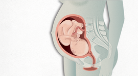 Timeline: DESARROLLO PRENATAL, Josué Ramírez 201219585
