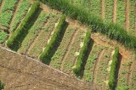 3. Orlob GB. Control de plagas