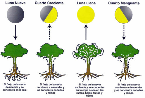 Teoría cósmica o sideral
