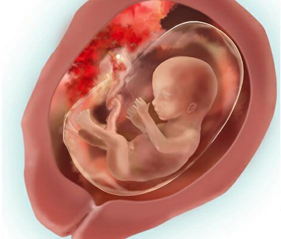 El período fetal