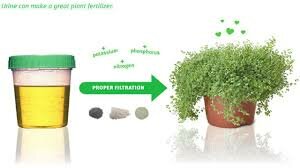 5. Insecticida de Amonio