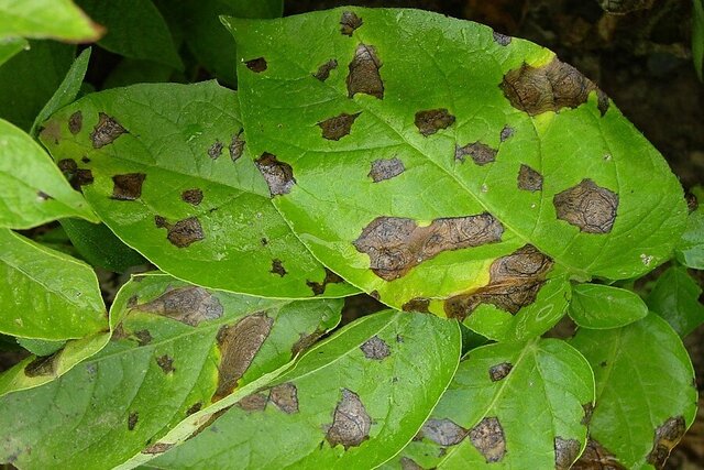 1845 – 1852 Teoría microbiana sin Pasteur y koch (hambruna de Irlanda)