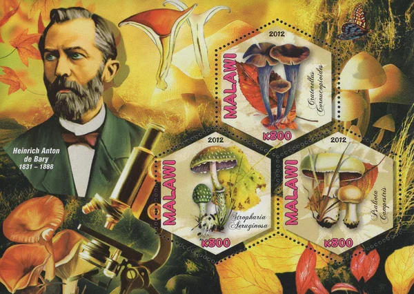 Teoría microbiana sin Pasteur y koch