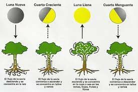 7.  Las enfermedades en los  Ciclos lunares