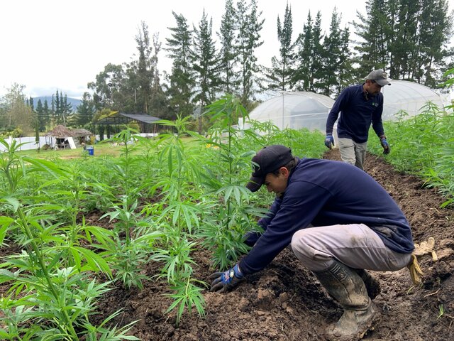 "proyecto plantas patrimoniales para un desarrollo sostenible en san cristobal"
