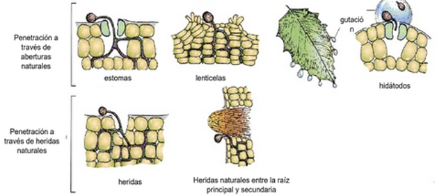 La Enfermedad y la Religión.