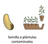 La Teoría Microbiana sin Pasteur y Koch.
