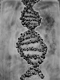 The Discovery of DNA