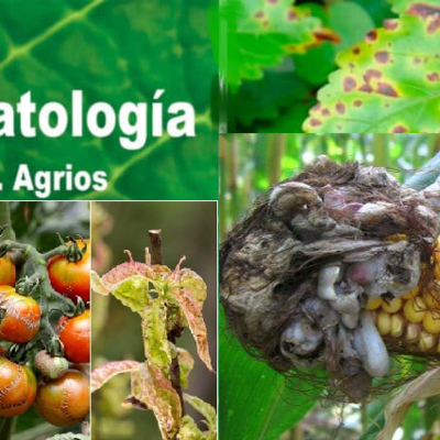 Timeline: origen de la enfermedad y originalidad de los fitopatógenos - Orlando Quinayás