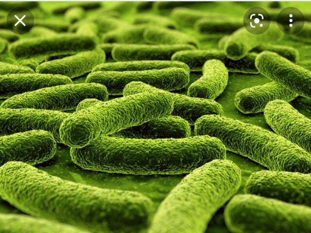 TAXONOMÍA DE LAS ENFERMEDADES