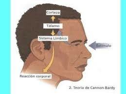 Teoría de Cannon-Bard