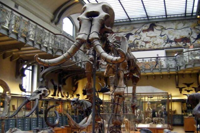 Se incorporó al personal del Museo de Historia Natural de París