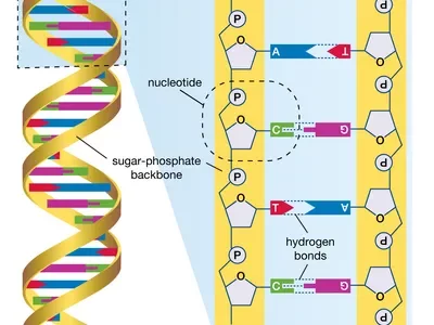 Human Genome Project Completed