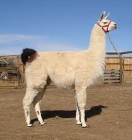 Incan social/culture