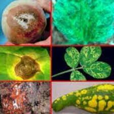 Timeline: Fase 1 - Historia de la fitopatologia y aspectos importantes