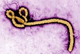 Los patonegenos, causantes de enfermedades