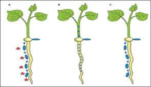 8. Friedrich Hoffmann Y la patología de solidos
