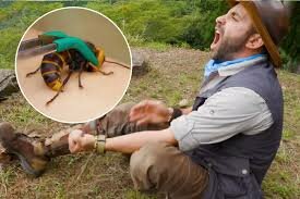 Giant Hornets!