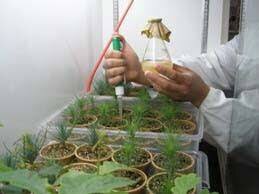 10. Robert Koch y la Inoculación