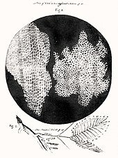 Robert Hooke Discovers the Cell