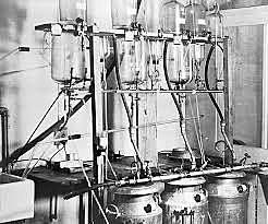 Primer Biorreactor > 20L