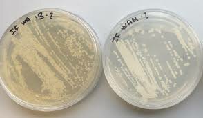 9. Louis Pasteur y las levaduras