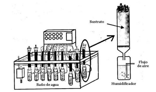 Primer biorreactor de columna